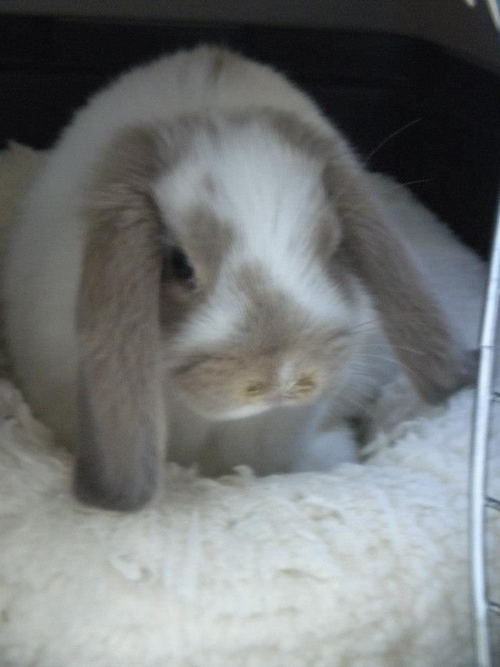 The Radiant One, Pantoufle