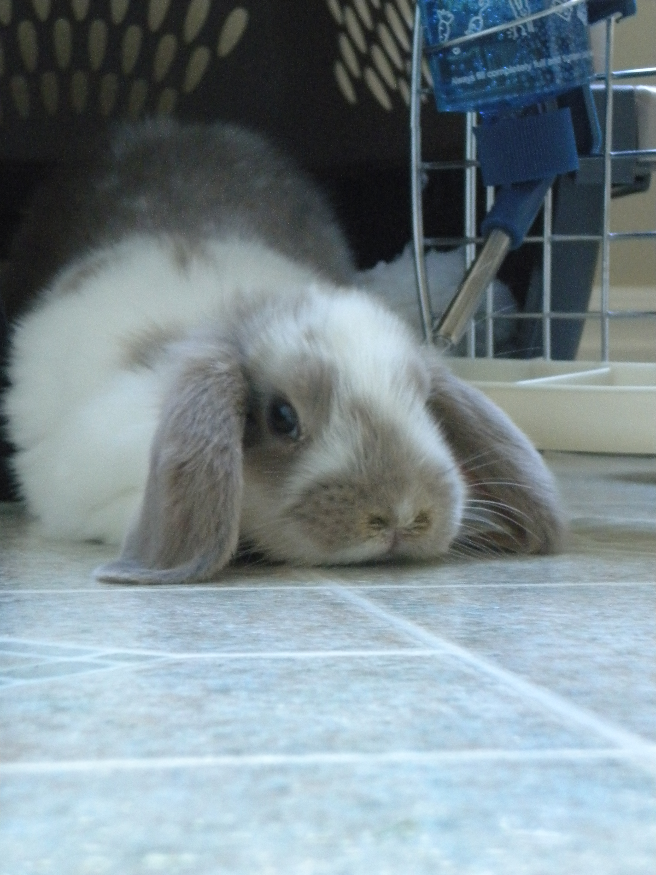 The Blessed Cilantro